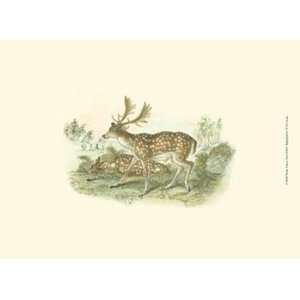 Petite Fallow Deer   Poster by W.h. Lizars (13x9.5)