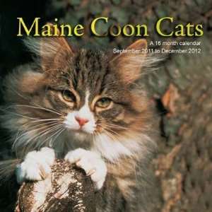  Maine Coon Cats 2012 Wall Calendar