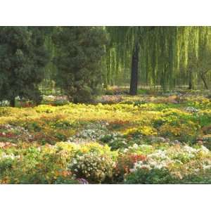  Field of Flowers, Yiheyuan (Summer Palace), Beijing, China 