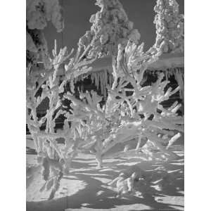 com Snow Pattern of Shrubbery on Mont Tremblant in Province of Quebec 