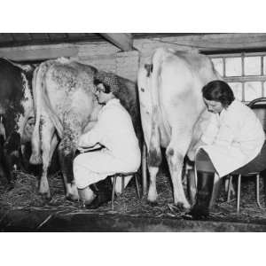 Land Girls Milking Cows at a Dairy Farm in Hartley, Kent During World 