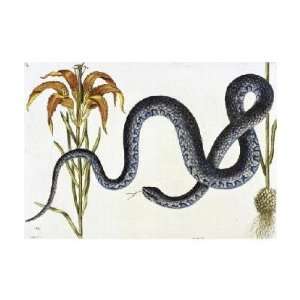  Anguis Wampum Snake, Natural History of Carolina, Florida 