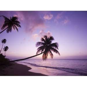  Palm Trees at Sunset, Coconut Grove Beach at Cades Bay 