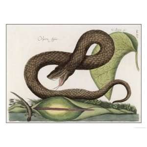  Vipera Fusca a Vicious Viper Giclee Poster Print, 18x24 