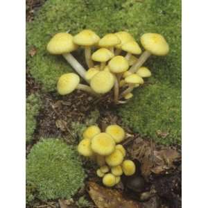  Ringless Honey Mushroom Growing on the Mossy Forest Floor 
