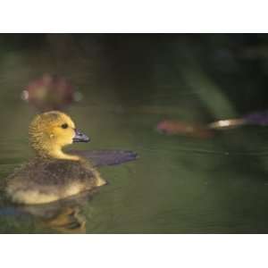 Canada Goose Gosling or Chick on Water, Branta Canadensis, North 