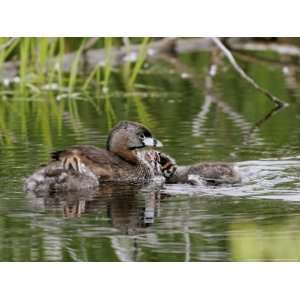  Pied Billed Grebe, with Chicks, Quebec, Canada 