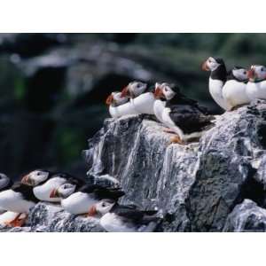  Puffins (Fratercula Arctica) Sitting on Rocks, Farne 