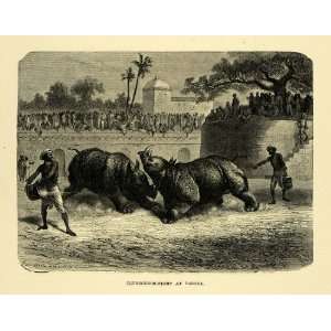  1878 Wood Engraving Rhinoceros Fight Baroda Vadodara India 