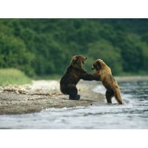  Two Brown Bears Fighting on the Bank of a Waterway Premium 
