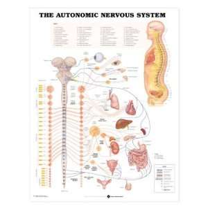 The Autonomic Nervous System Anatomical Chart  Industrial 