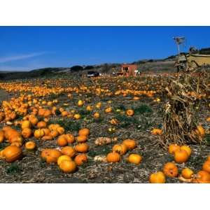 Pumpkin Patch Beside Highway 1, San Mateo County, USA Photographic 