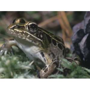 Southern Leopard Frog, Rana Utricularia, New Jersey, USA Photographic 