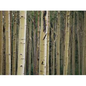 Close View of Tree Trunks in a Stand of Birch Trees Photographic 