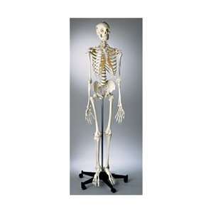 Premier Academic Skeleton Model, Sacral Mount  Industrial 