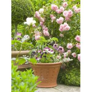  Terracotta Container of Summer Plants in a Rose Garden 