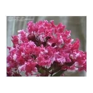  1 Peppermint Crapemyrtle 1 1/2  3 branched bareroot bush 