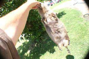 Beaver pelt w/ft paws/claws/tail for mounting/taxidermy  
