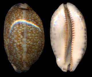 Bestshells Cypraea Eglantina 57.64 mm Freak  