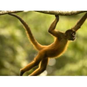 Spider Monkey (Ateles Geoffroyi) Brachiating Through Trees 