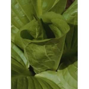 Fresh Leaves Unfurl from the Center of a Skunk Cabbage Plant Stretched 