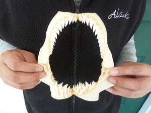 SJ180 2A) RARE 5 7/8 HEMIPRISTIS SHARK jaw sharks jaws teeth 