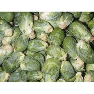 Brussels Sprouts on Stalks (Brassica Oleracea Gemmifera) Developed in 