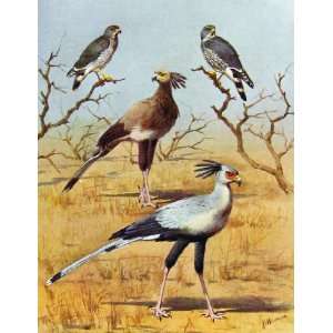  Eagles Hawks & Falcons Lizzard Buzzard C1898 Plate Bird 