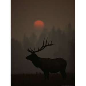 Bull Elk (Cervus Elaphus) is Silhouetted in the Fading Light at Dusk 