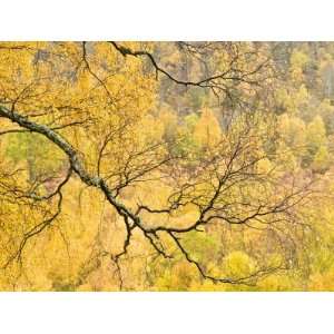 Autumn Wood, Cairngorms National Park, Highlands, Scotland, UK 