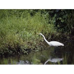  A Great White Egret Balances on One Foot Photographic 