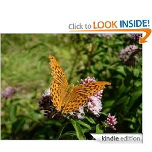 The Butterfly Dreams Tom Morton  Kindle Store