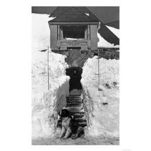  St. Bernard Showing Winter Entrance to Timberline Lodge 