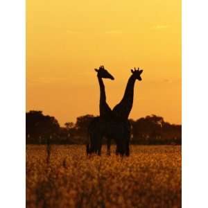  Giraffes Silhouetted at Twilight Premium Photographic 