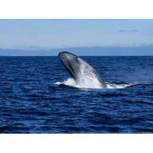  Blue Whale, Breaching, Azores, Portugal Photographic 