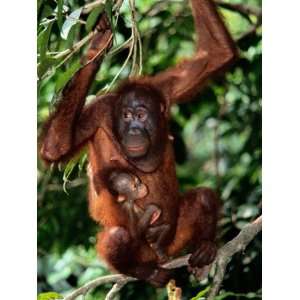 Baby Orangutan Clings to its Mother While She Perches on a Branch 