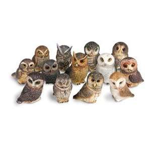  Owl Pot Bellys® Boxes   Pygmy Owl