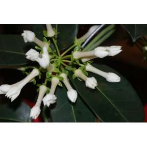   Madagascar Jasmine Bridal Wreath ~ Live Plant Patio, Lawn & Garden