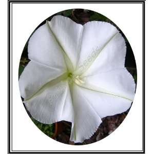   ~ Morning Glory Moonflower Rare Exotic Seeds Patio, Lawn & Garden