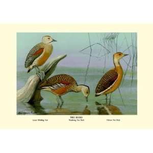 Lesser Whistling Teal, Wandering Tree Duck, and Fulvous Tree Duck 