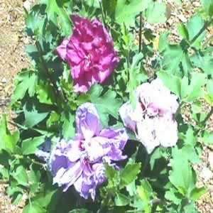  Rose of Sharon   Tri Color Double   #1 container Patio 