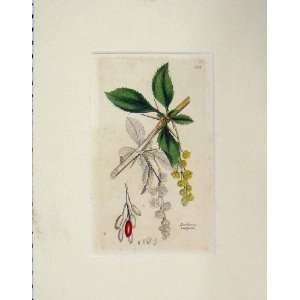    1799 Hand Coloured Berberis Vulgaris Plant Flowers