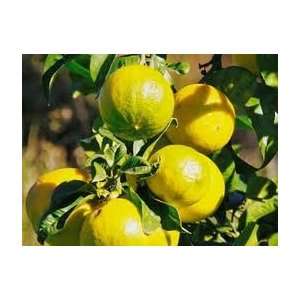  Fragrance Oil Bergamot (2oz) 