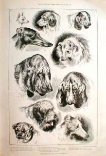 1888 UK Kennel Club Dog Show Bulldog Greyhound Collie  