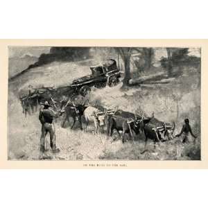  1902 Print Tennyson Cole Cattle Sabi Save Wagon Whip Steer 