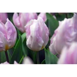  Candy Prince Tulip Seed Pack Patio, Lawn & Garden