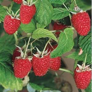 Latham Red Raspberry Plant Potted Grocery & Gourmet Food