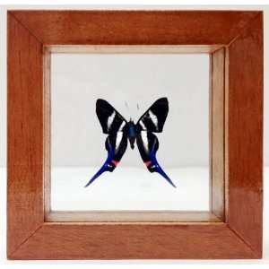    Real Rhetus Arcius Swordtail Blue Butterfly 