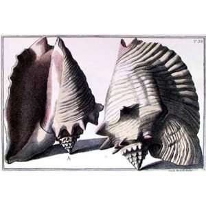  Large Conch Shell I Poster Print