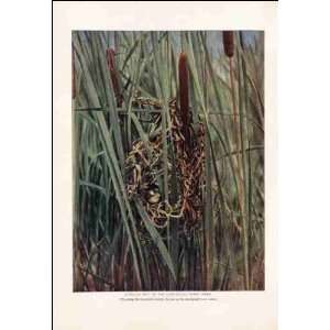   Globular Nest of the Long billed Marsh Wren 1904